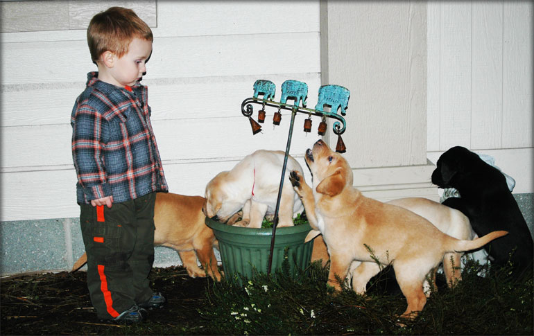 Labrador Retriever Puppies