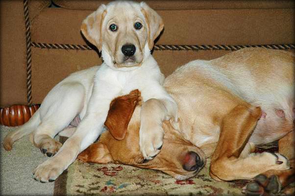 Labrador Retriever Mothers Day