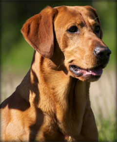 Tank Labrador Retriever