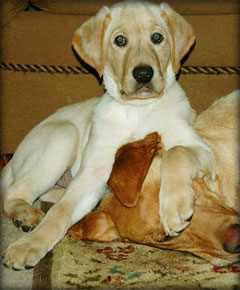 Labrador Retriever